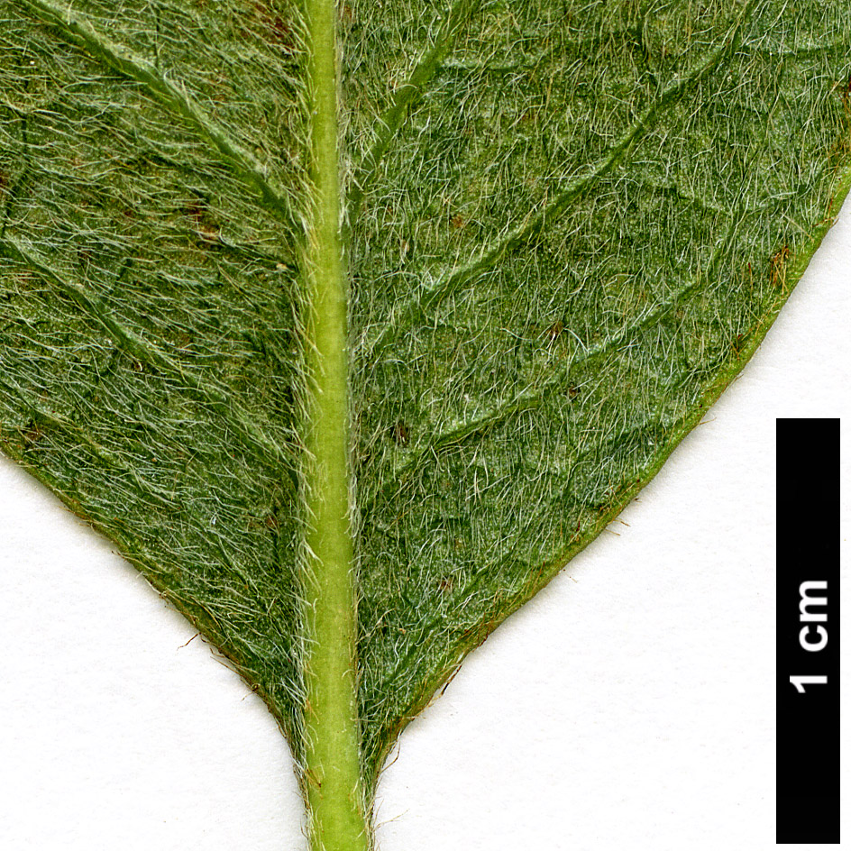 High resolution image: Family: Garryaceae - Genus: Garrya - Taxon: flavescens